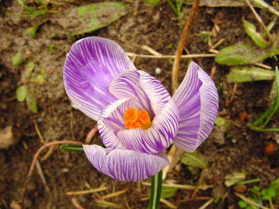 Frühling 2005