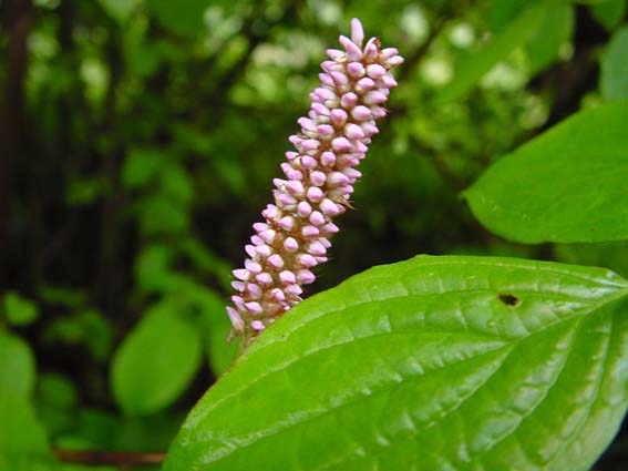 Frühling 2005