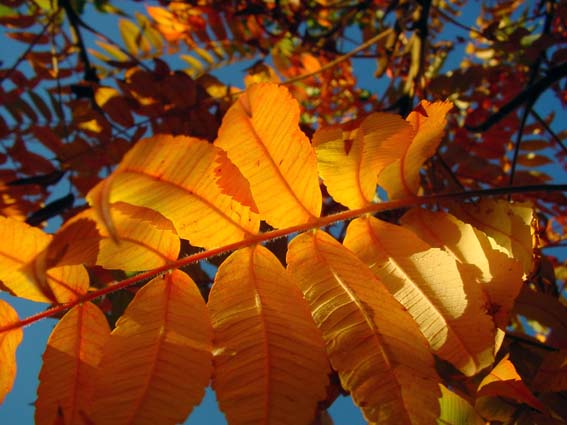 Essigbaum