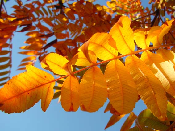 Essigbaum