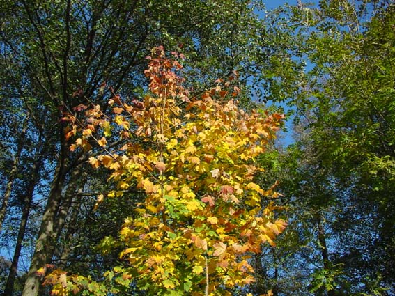 Herbst 2005