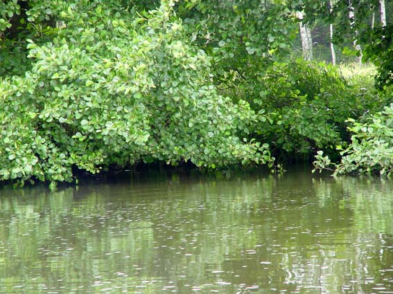 Natur pur beim Angeln an der Dahme