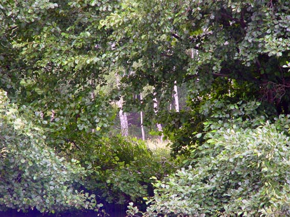Natur pur beim Angeln an der Dahme