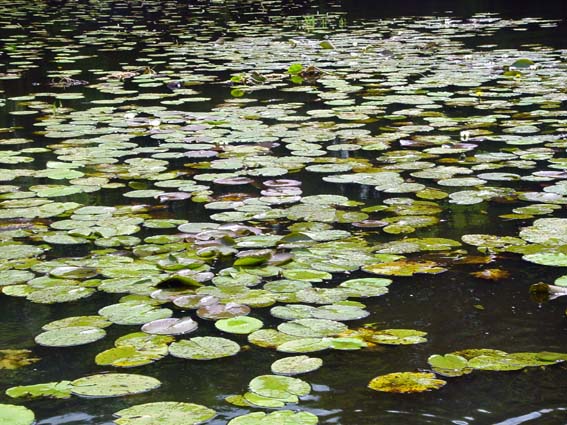Natur pur beim Angeln an der Dahme