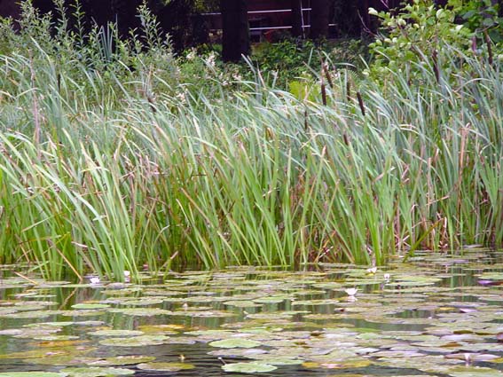 Natur pur beim Angeln an der Dahme