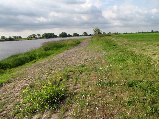 An und auf der Elbe, Juni 2012