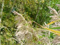 In Neuglobsow am Stechlinsee, Herbst 2002