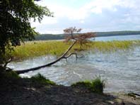 In Neuglobsow am Stechlinsee, Herbst 2002