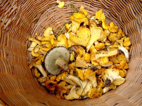 Pfifferlinge
