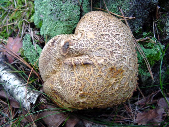 Pilze im Wald