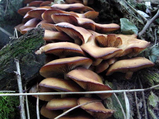 Pilze im Wald, Baumpilze