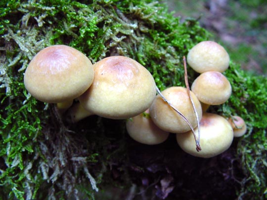 Pilze im Wald, Baumpilze
