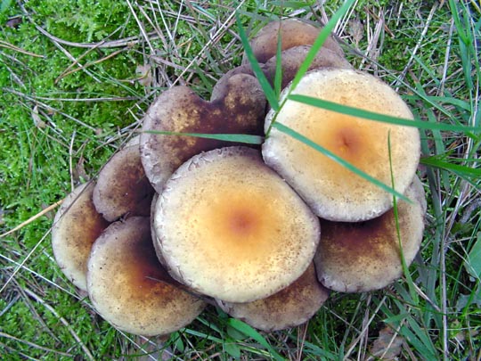 Pilze im Wald, Baumpilze