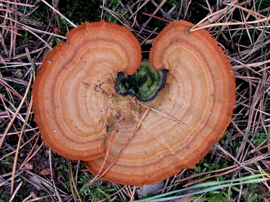 Pilze im Wald