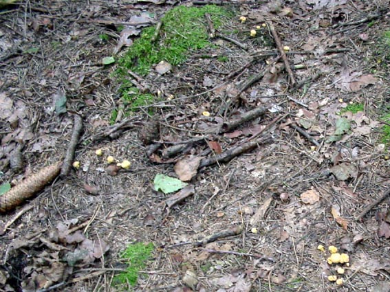 Pfifferlinge