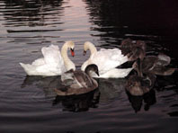 Natur pur mit dem Schwan