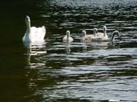 Natur pur mit dem Schwan