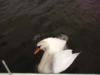Natur pur mit dem Schwan