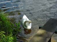 Natur pur mit dem Schwan