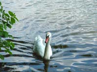 Natur pur mit dem Schwan