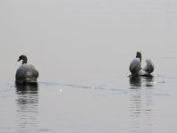 Natur pur mit dem Schwan