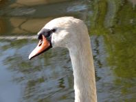 Natur pur mit dem Schwan