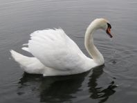Natur pur mit dem Schwan