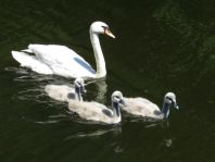 Natur pur mit dem Schwan