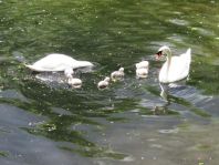 Natur pur mit dem Schwan