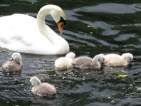Natur pur mit dem Schwan