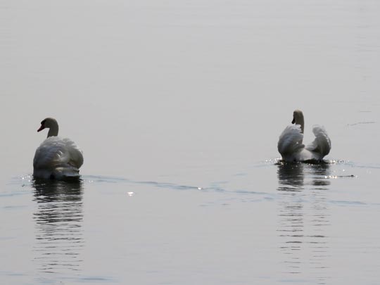 Natur pur mit dem Schwan