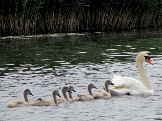 Natur pur mit dem Schwan