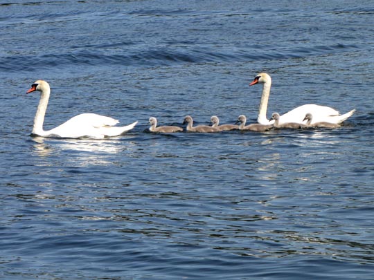 Natur pur mit dem Schwan