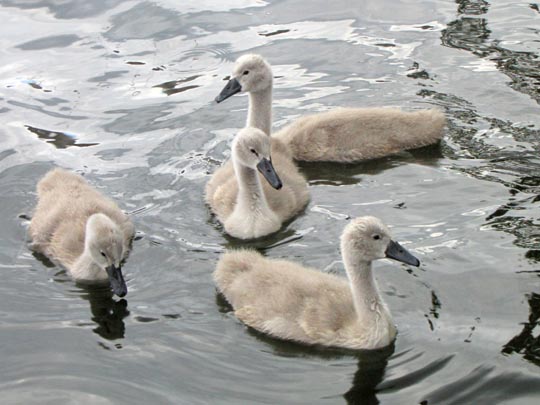 Natur pur mit dem Schwan