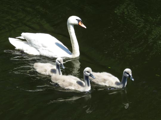 Natur pur mit dem Schwan