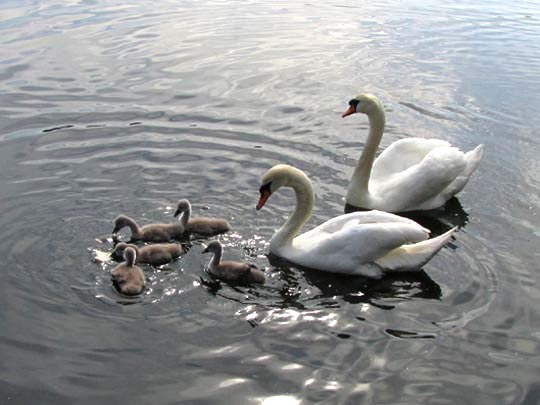 Natur pur mit dem Schwan