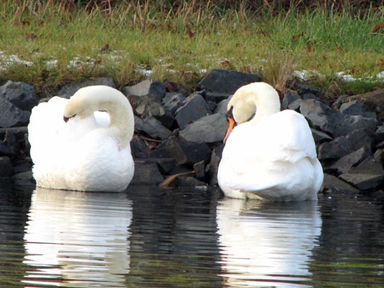 Natur pur mit dem Schwan