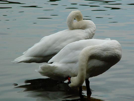 Natur pur mit dem Schwan