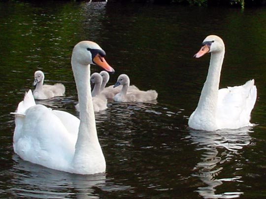 Natur pur mit dem Schwan