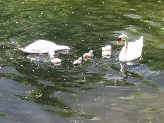 Natur pur mit dem Schwan
