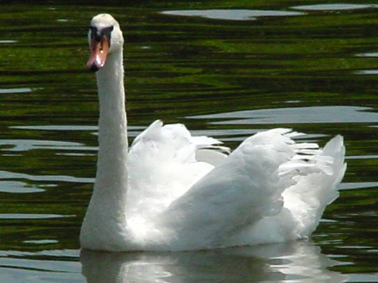 Natur pur mit dem Schwan