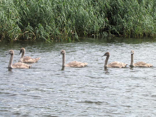 Natur pur mit dem Schwan