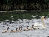 Natur pur mit dem Schwan