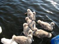 Natur pur mit dem Schwan
