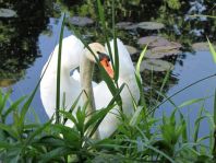 Natur pur mit dem Schwan