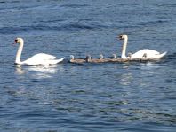 Natur pur mit dem Schwan
