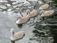 Natur pur mit dem Schwan