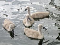 Natur pur mit dem Schwan