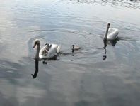 Natur pur mit dem Schwan