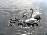 Natur pur mit dem Schwan